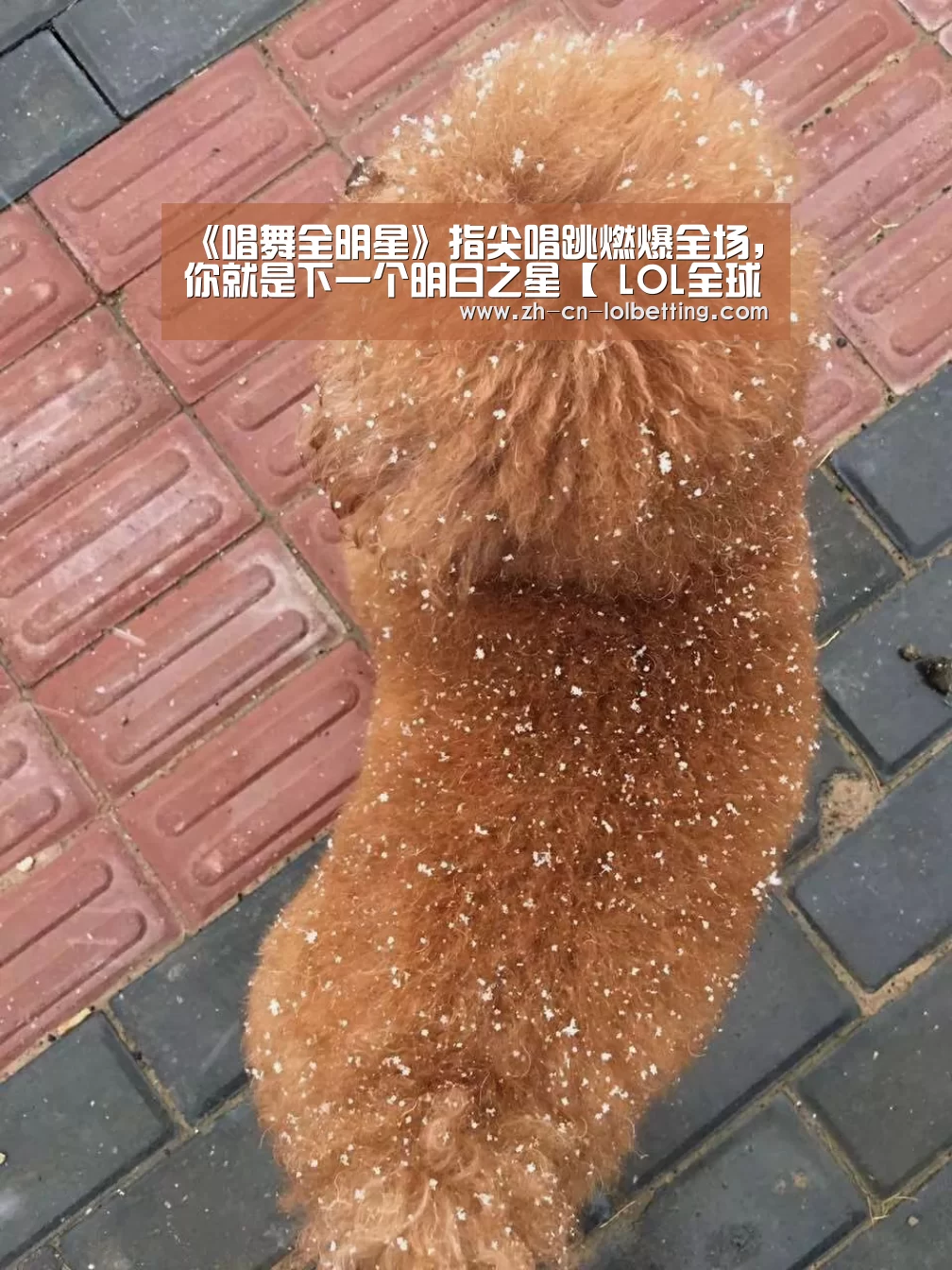 《唱舞全明星》指尖唱跳燃爆全场,你就是下一个明日之星【 LOL全球总决赛下注官方网站】(图4) 英雄联盟竞猜大厅